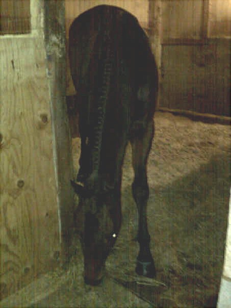 Fancy Stall