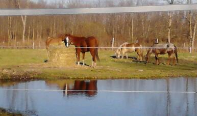 horses